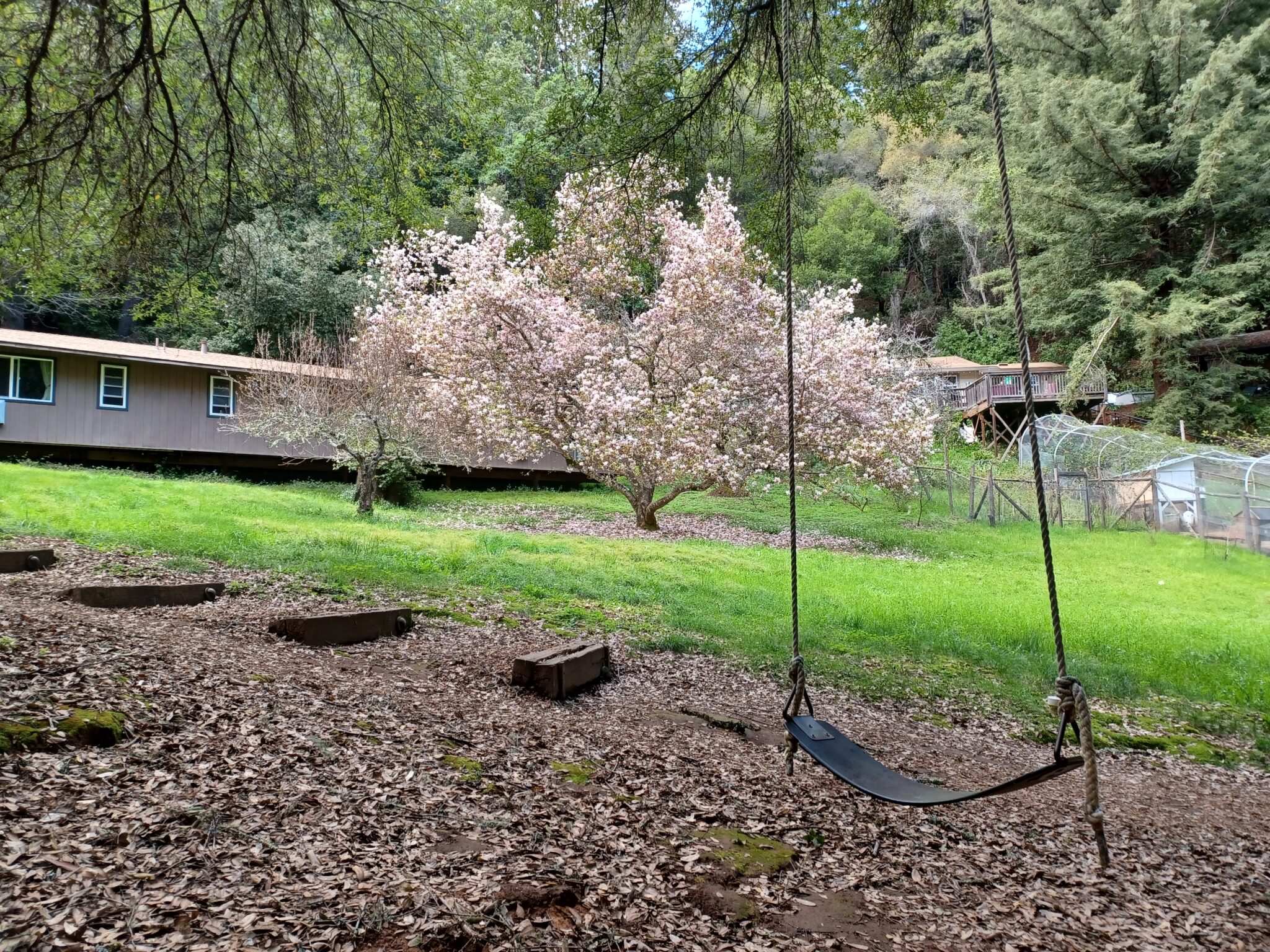 tuliptreeswing Ben Lomond Quaker Center